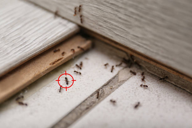 Best Affordable Pest Control Services  in Paola, KS