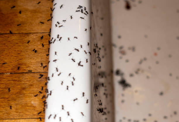 Best Commercial Pest Control Services  in Paola, KS
